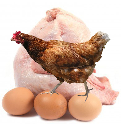 Poultry